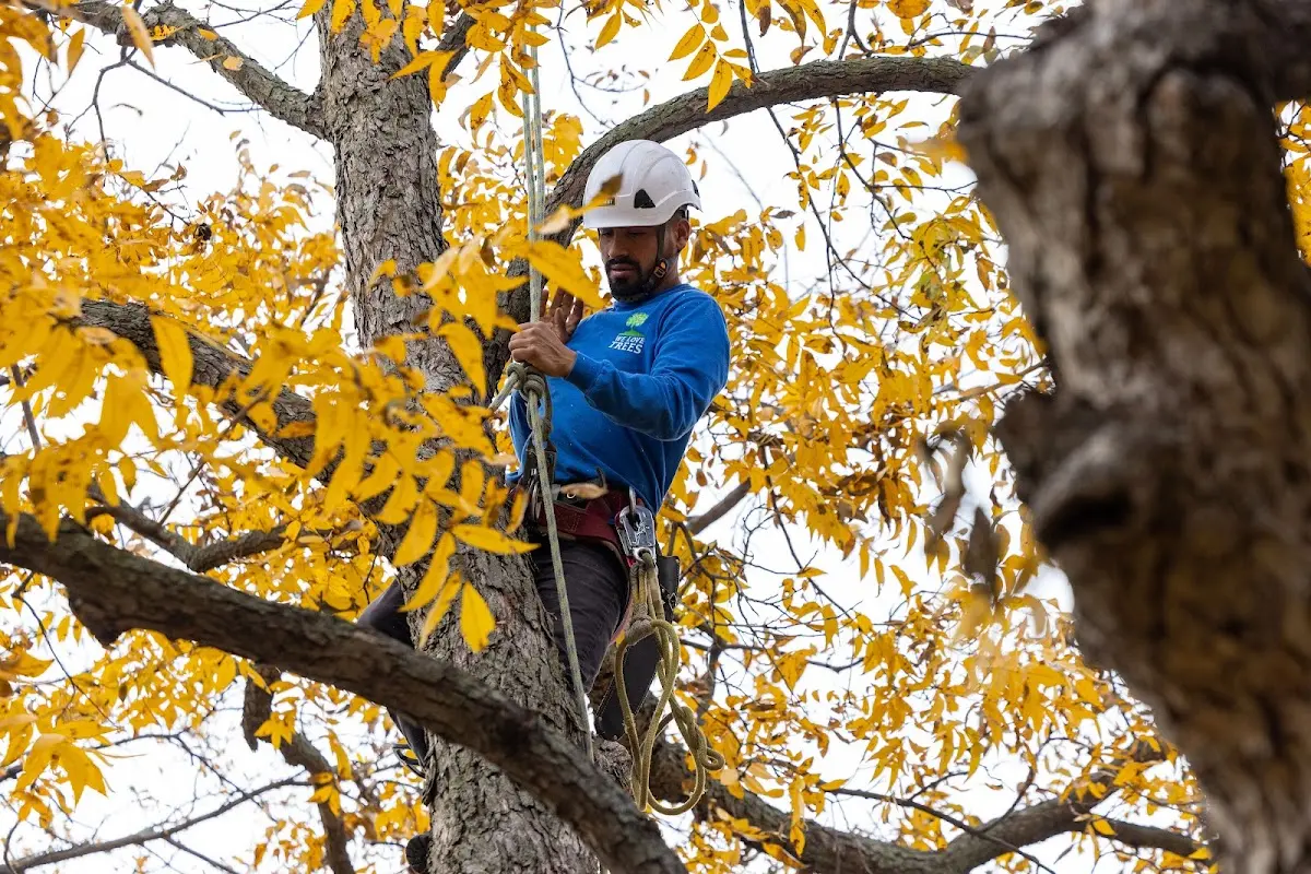 Skilled Tree Planing crew working in Petersburg